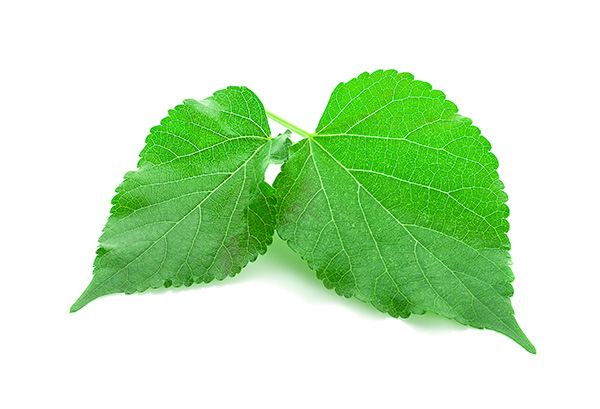 Gelso-Bianco-foglie